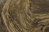 Devonian Stromatolite Slice - Orkney, Scotland #207385-1
